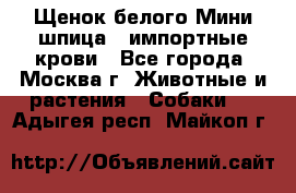 Щенок белого Мини шпица , импортные крови - Все города, Москва г. Животные и растения » Собаки   . Адыгея респ.,Майкоп г.